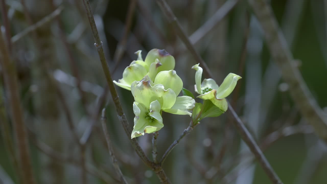 plano medio de flores de cornejo en flor