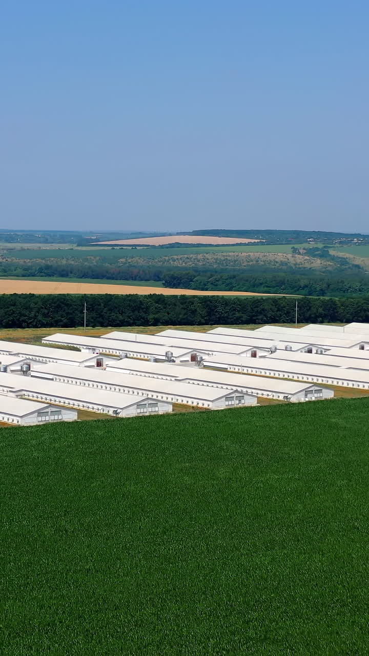Contemporary farm on green field. Large territory of agribusiness with barnhouses on nature landscape. Aerial view. Vertical video