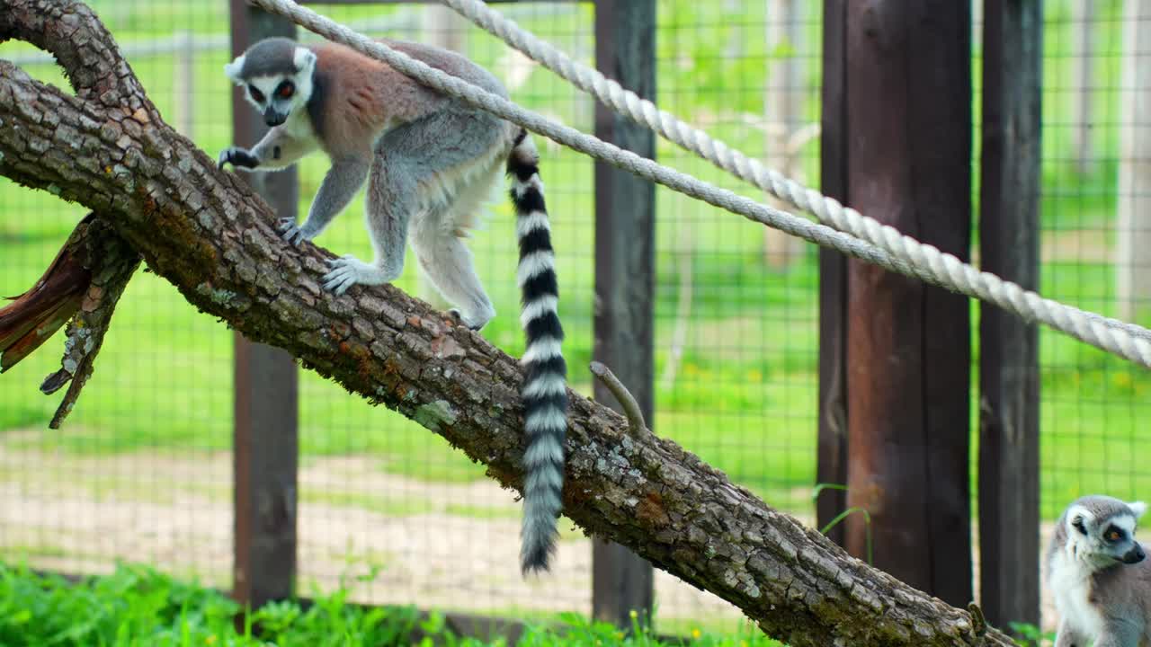 Un lemure catta si tiene in equilibrio su un tronco d'albero inclinato all'interno di un habitat esterno, aggrappandosi alla corteccia mentre guarda in basso con la sua coda a strisce penzolante dietro di sé.