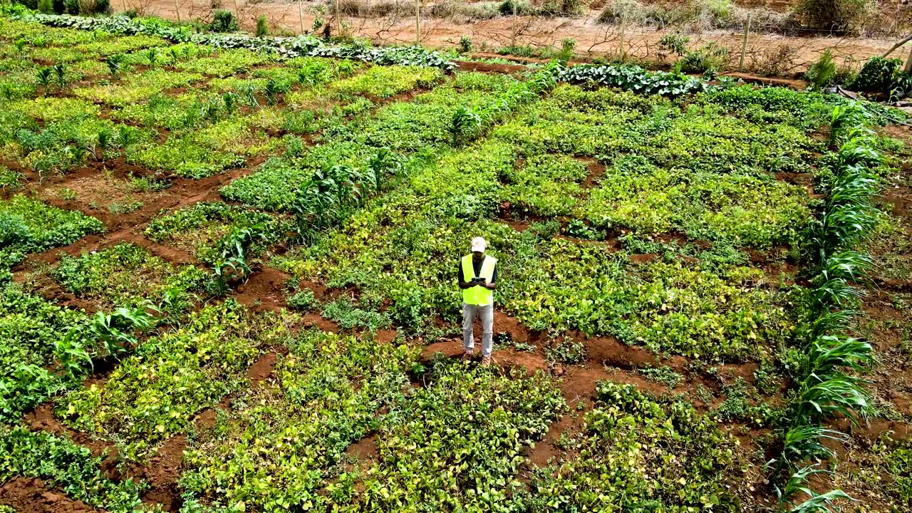 케냐 의 농촌 농장 들