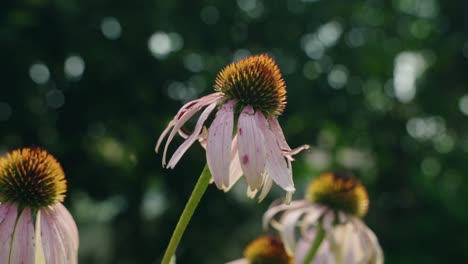 close-up view of white coneflowers with a blurred forest background, north america, quebec, montreal, canada.