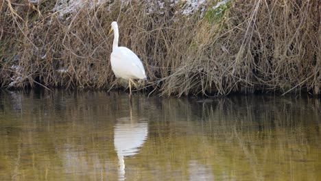 great egret -ardea alba- white egret or heron, is reflected in a pond