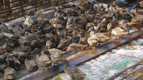 raft of domestic ducks having a bath (time lapse )