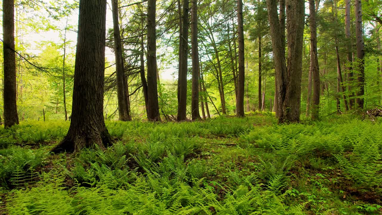 Filmato video con drone lento, fluido e a bassa quota che si muove attraverso una pacifica e magica foresta di felci con una splendida luce dorata.