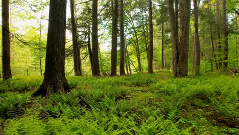 slow, smooth, low drone video footage moving through a, peaceful, magical fern forest with beautiful golden light