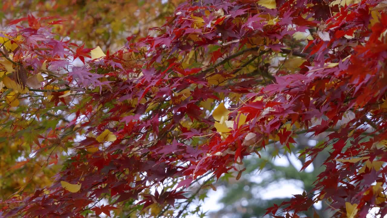 Close up over beautiful maple leafs with fallen Gingko tree leaves on top