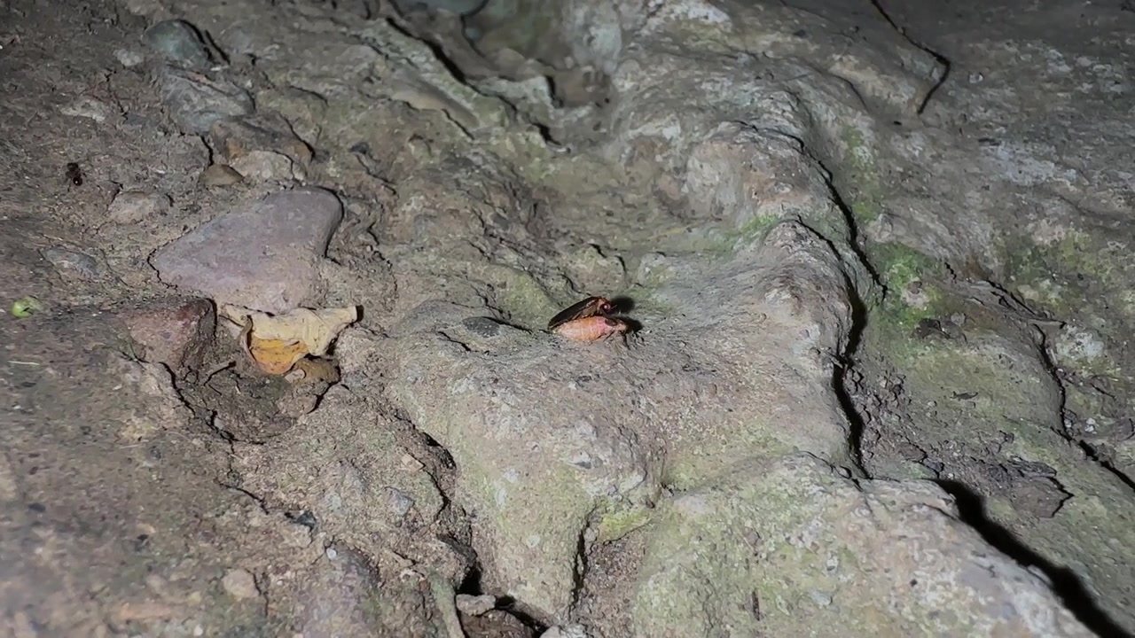 Firefly mating at night glow worm and small beetles mate male female Hyrcanian forest Iran nature summer landscape green insect leaves plant wildflower entomology copulation pairing wonderful night