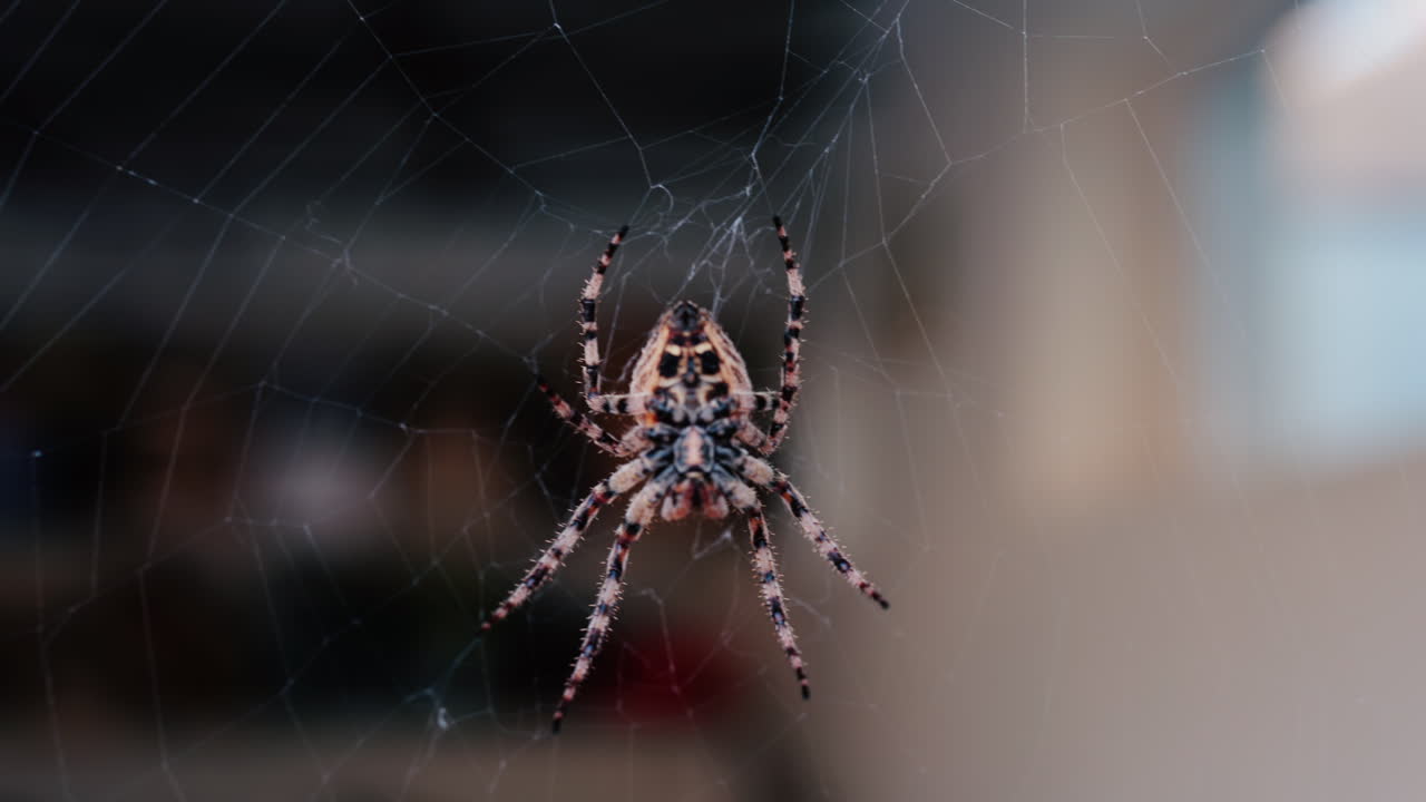 Close up of a spider sitting in its web, showing intricate details of its body and fine silk threads