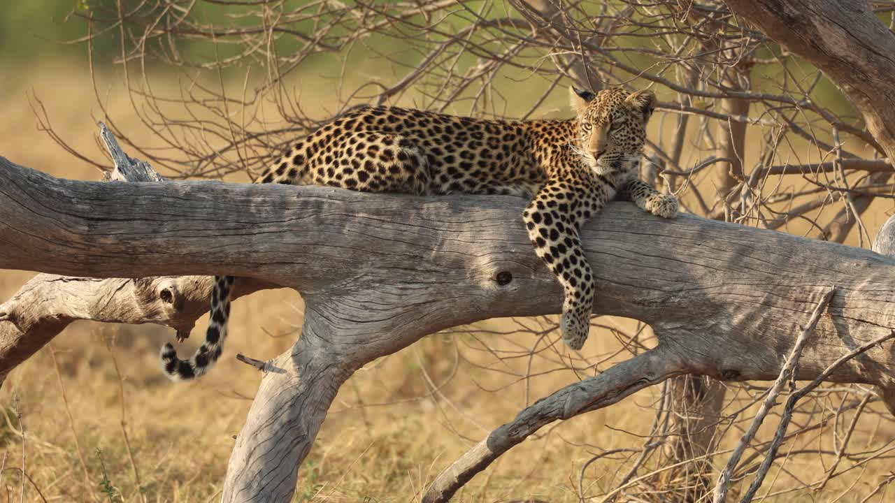 joven leopardo dormido en un árbol caído escucha algo y mira a su alrededor, khwai botswana