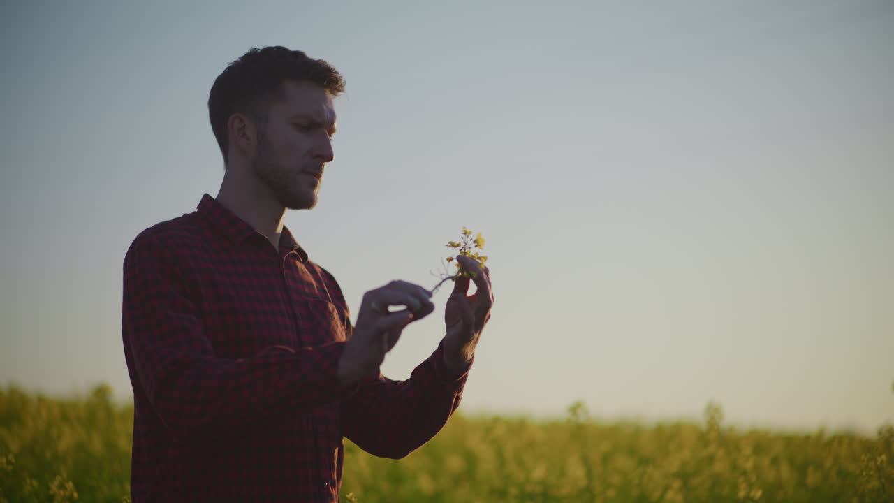 Farmer Examining Rapeseed Flowers at Sunset