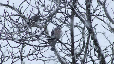 palomas sentadas en la rama de un árbol con mucha nieve espesa