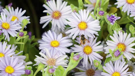 el macho de la mosca dron común eristalis tenax la mosca flotante está recogiendo el polen de la flor púrpura san bernardino aster