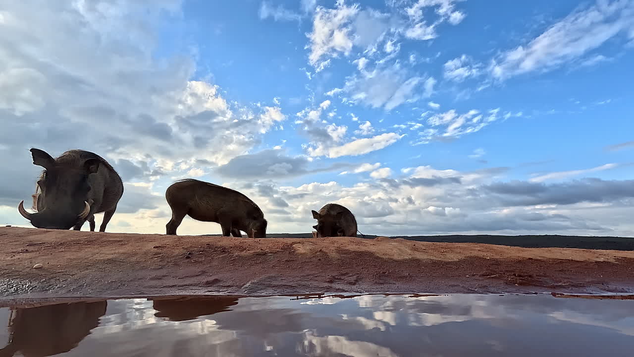 Warzenschweine grasen in der Nähe eines Wasserlochs, das den weiten afrikanischen Himmel widerspiegelt. Ideal für Tierdokumentationen oder Reiseinhalte.