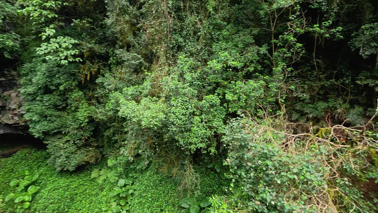Lush greenery surrounds a cascading waterfall in Dorrigo National Park, captured in smooth slow-motion with natural lighting