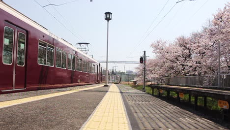 deep red hankyu train going pass open platform with full bloom sakura in arashiyama station