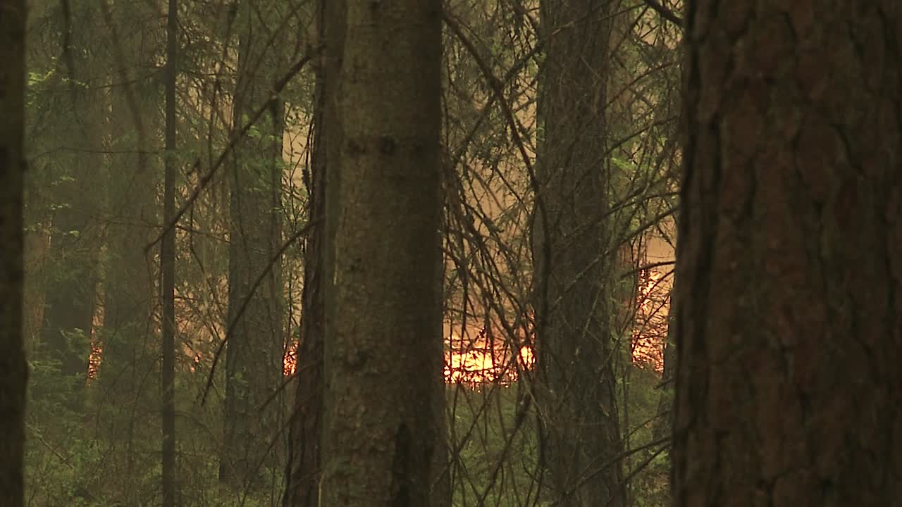 불이 붙은 숲, 불타는 나무, 덤불, 이탄 습지에서 불타는 마른 풀