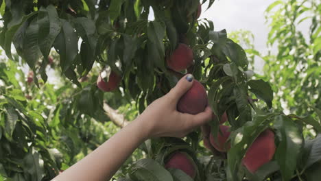 static slomo shot of woman hand picking fresh peach on sunny day