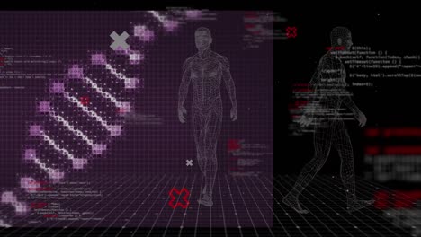 Animation-of-dna-strand,-human-body-model-and-data-processing-over-black-background