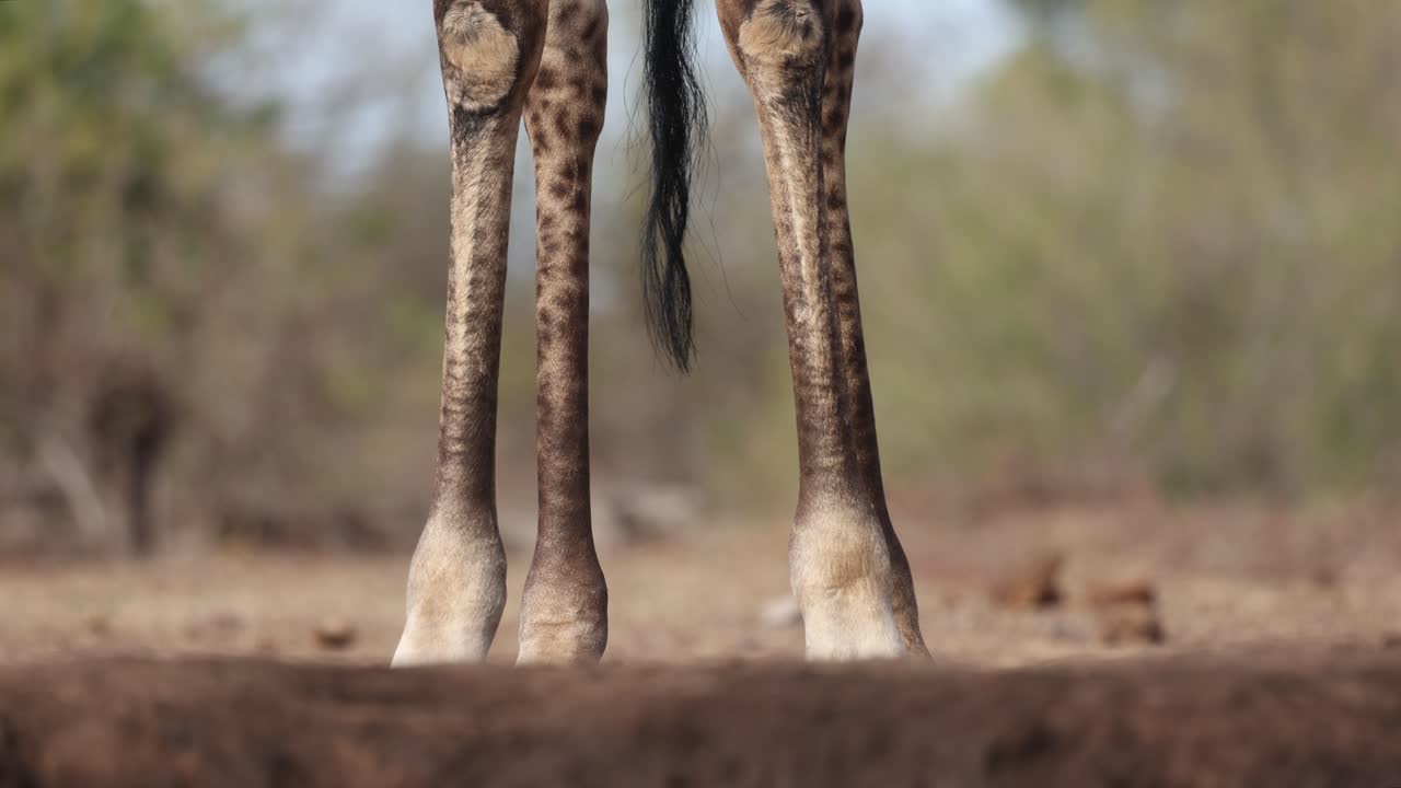 Closeup of giraffe's legs standing at a waterhole with the tail swinging, Mashatu Game Reserve.