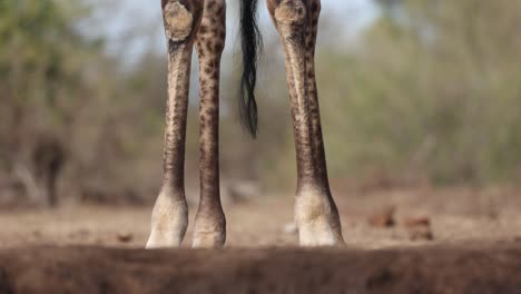 closeup of giraffe's legs standing at a waterhole with the tail swinging, mashatu game reserve.
