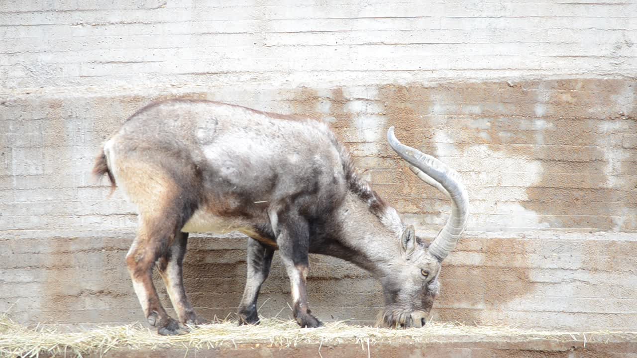 Capra di montagna