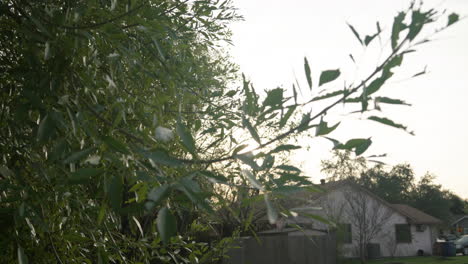 Rama-De-árbol-Con-Hojas-Verdes-Sopla-En-El-Viento-Durante-La-Puesta-De-Sol-En-El-Vecindario