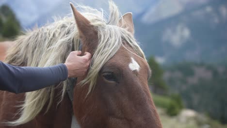 Person-Streichelt-Ein-Pferd,-Milder-Und-Sanfter-Wind-Weht,-Berge-Verschwommen-Im-Hintergrund