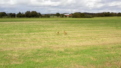 Tres-Ciervos-Parados-En-El-Campo-De-Hierba-Comiendo