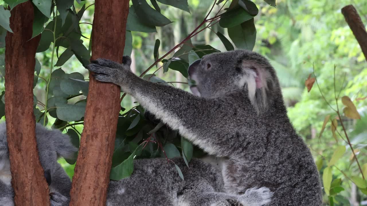 el koala interactúa con el árbol en su hábitat natural