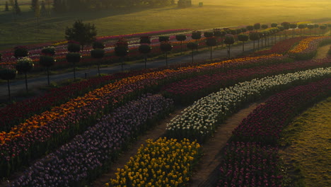 escena colorida del campo en las luces de la noche. jardín de flores con niebla matutina