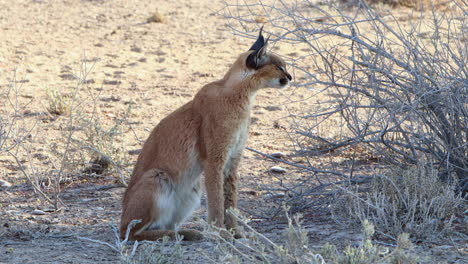 a large caracal is pestered by flies as it sits in the kalahari shade