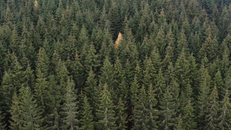 dense coniferous spruce and fir forest in autumn,czech countryside