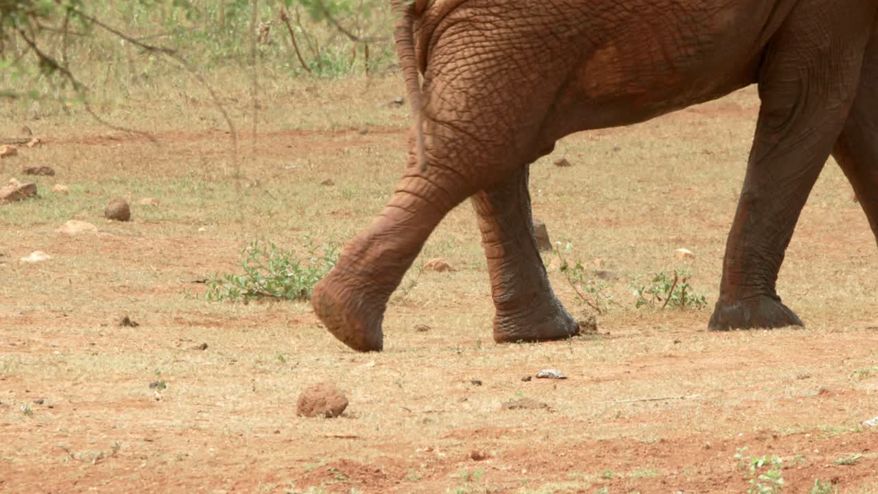 piernas de un elefante africano caminando en masai mara, kenia