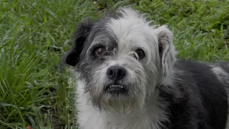 bonito retrato de perro blanco y negro que muestra los dientes inferiores en el patio trasero verde
