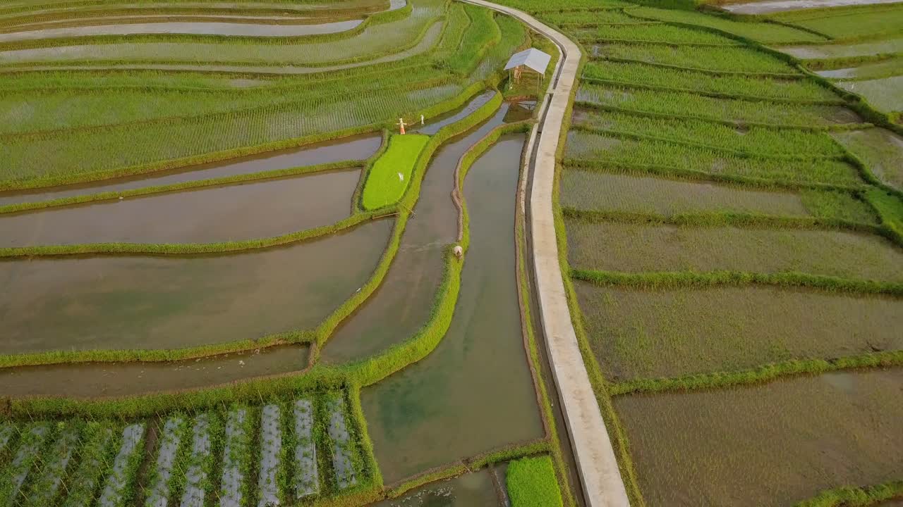 vista aérea de campos de arroz en terrazas en magelang, indonesia
