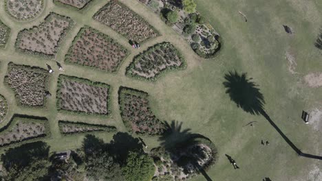 hermoso paisaje de macizos de flores en el jardín de rosas en el parque centenario - lugar popular para bodas - nsw, australia