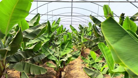 4k video of a vibrant banana plantation growing under a greenhouse. ideal for agriculture, farming, sustainability, and tropical food production visuals.
