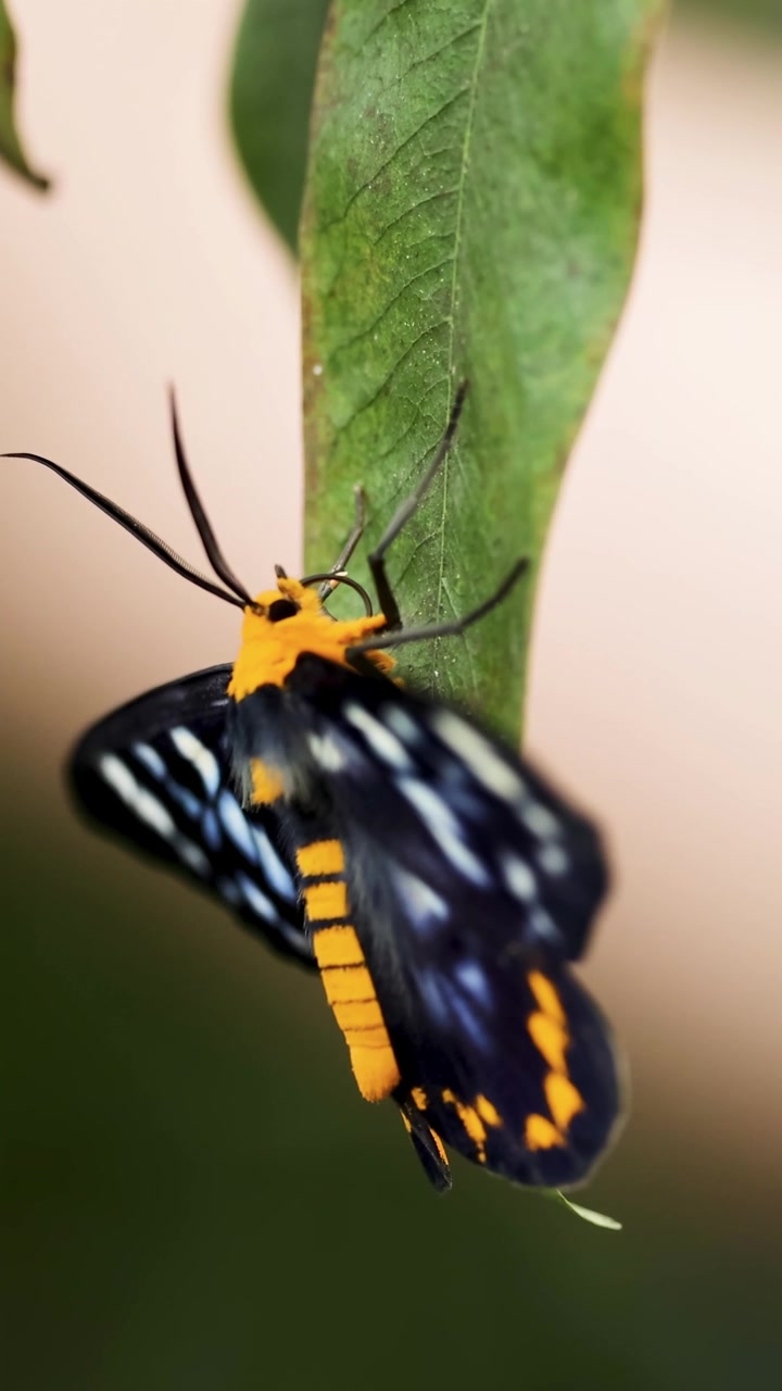 Una mariposa colorida con patrones llamativos descansa sobre una hoja verde, capturada con iluminación natural suave