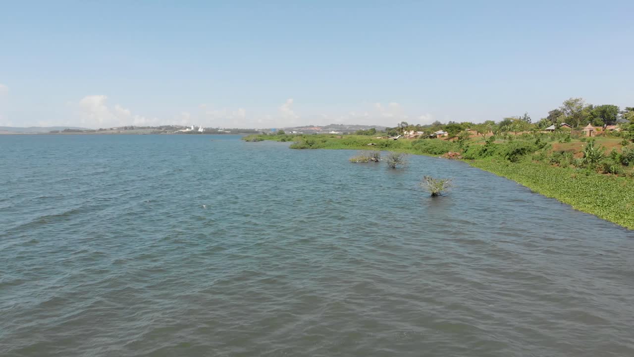 toma aérea de dos grullas crestadas volando a lo largo de las orillas del lago victoria en áfrica