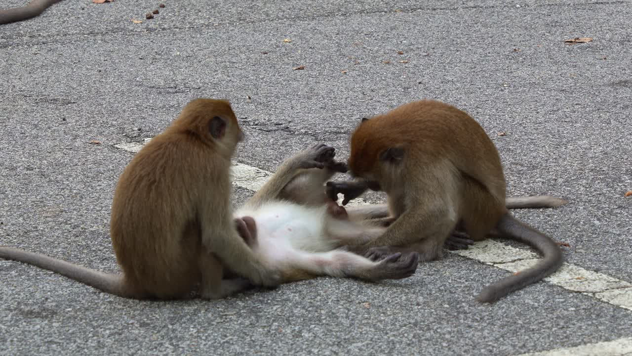 Two long tailed macaques interact on a paved road, lying on its back with limbs spread while the other appears to groom or play, displaying a natural moment of social behaviour in an urban setting.