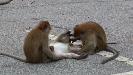 two long tailed macaques interact on a paved road, lying on its back with limbs spread while the other appears to groom or play, displaying a natural moment of social behaviour in an urban setting.