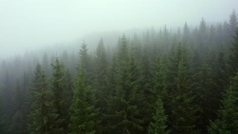 Aerial-view-dolly-in-a-mist-covered-pine-tree-forest-in-Unset-Norway