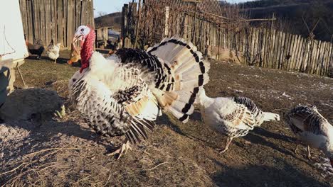 big white turkey