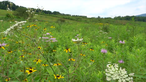 Zoomen-Sie-Auf-Ein-Feld-Mit-Wilden-Blumen,-Die-Blühen