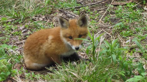 cute red fox cub stands in the grass and looks at the camera