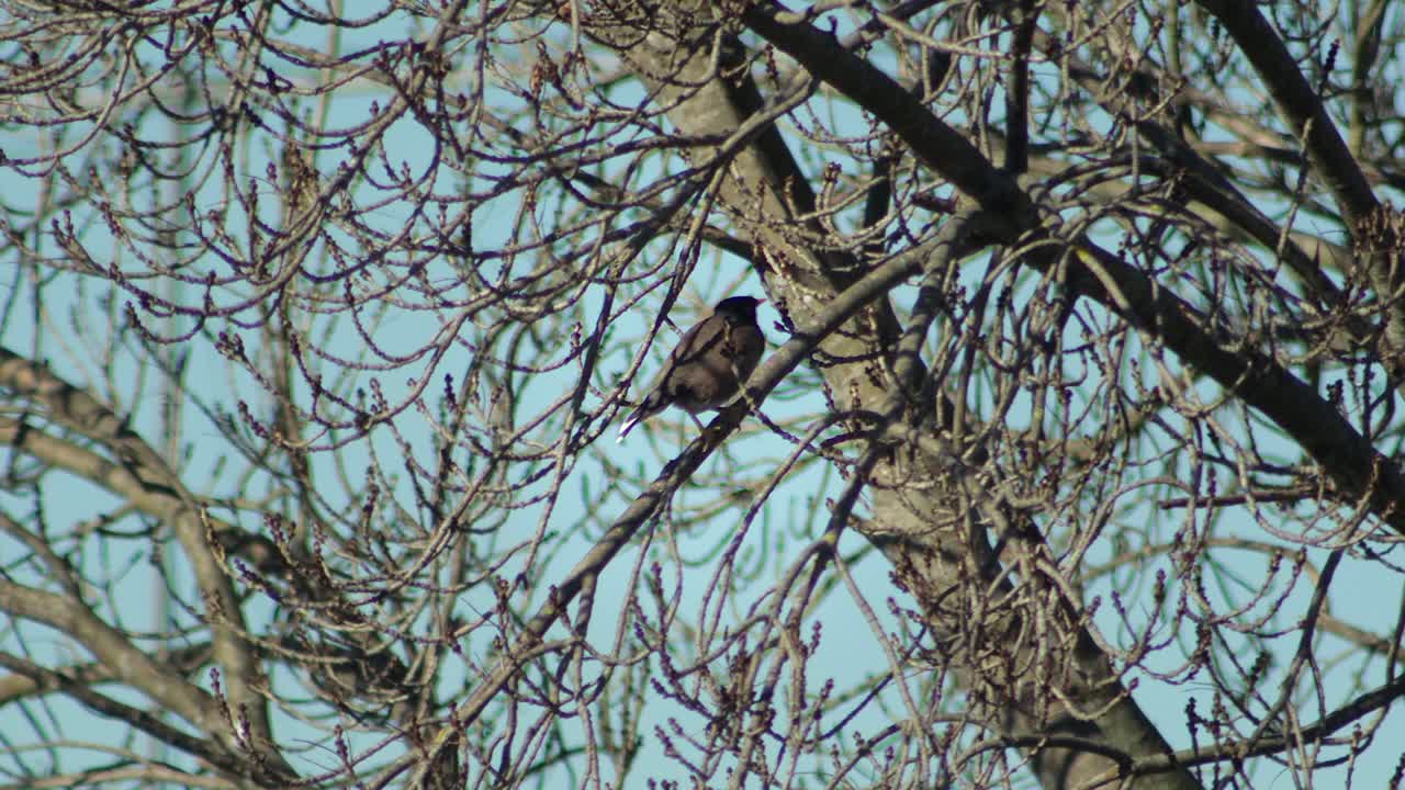 Bird Perched on a Bare Tree Branch