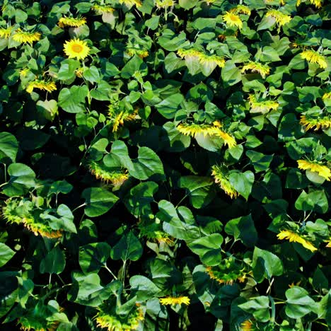 el campo de girasoles
