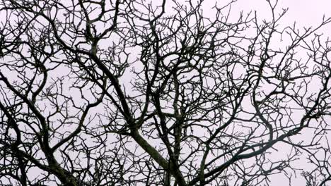 a silhouetted gnarled tree from below