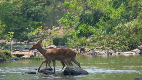 eld's deer, panolia eldii, 4k footage of two individual deer crossing the stream, from right to the left at huai kha kaeng wildlife sanctuary, thailand