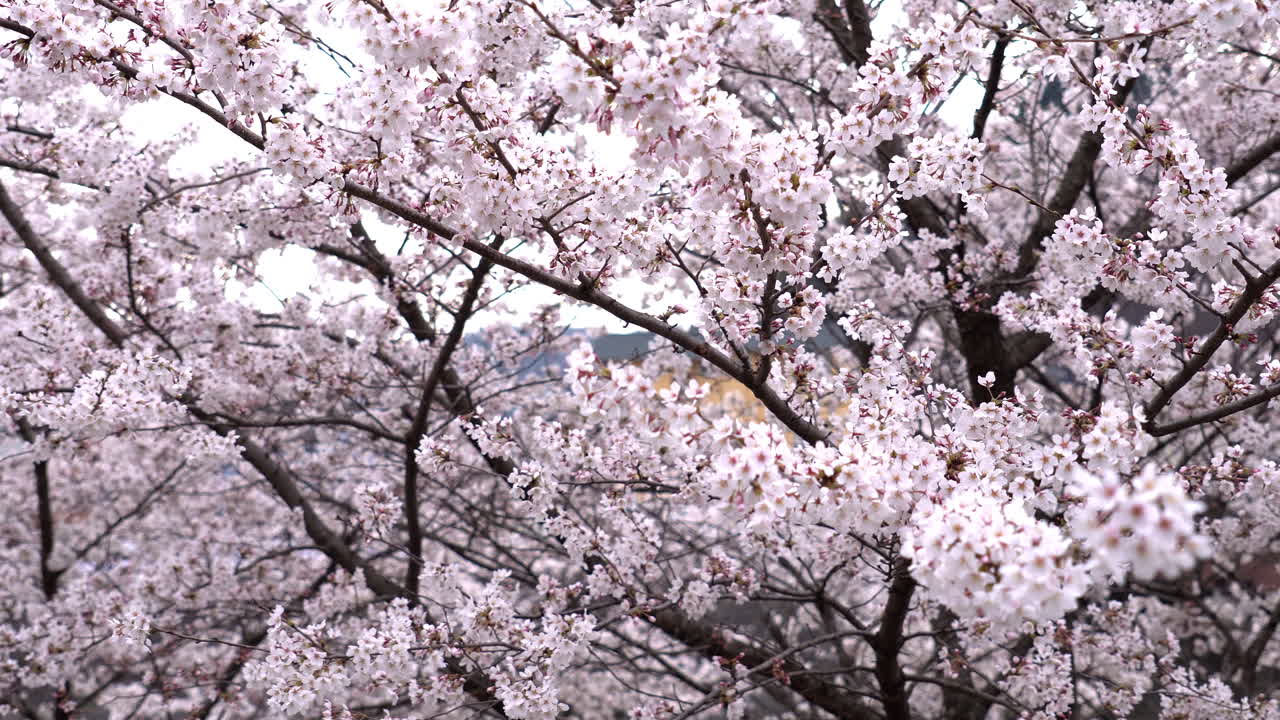 Primo piano di petali di sakura su un ramo di ciliegio in fiore, Giappone.